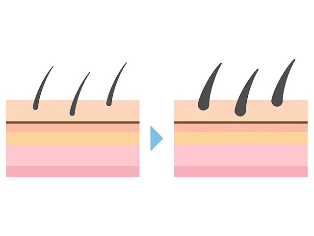 硬毛化や多毛化は毛の細胞の活性化が関係しています
